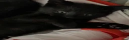 Mixed Breed cats for sale: 3 beautiful black kittens  in Stoke-on-Trent - Advert 10