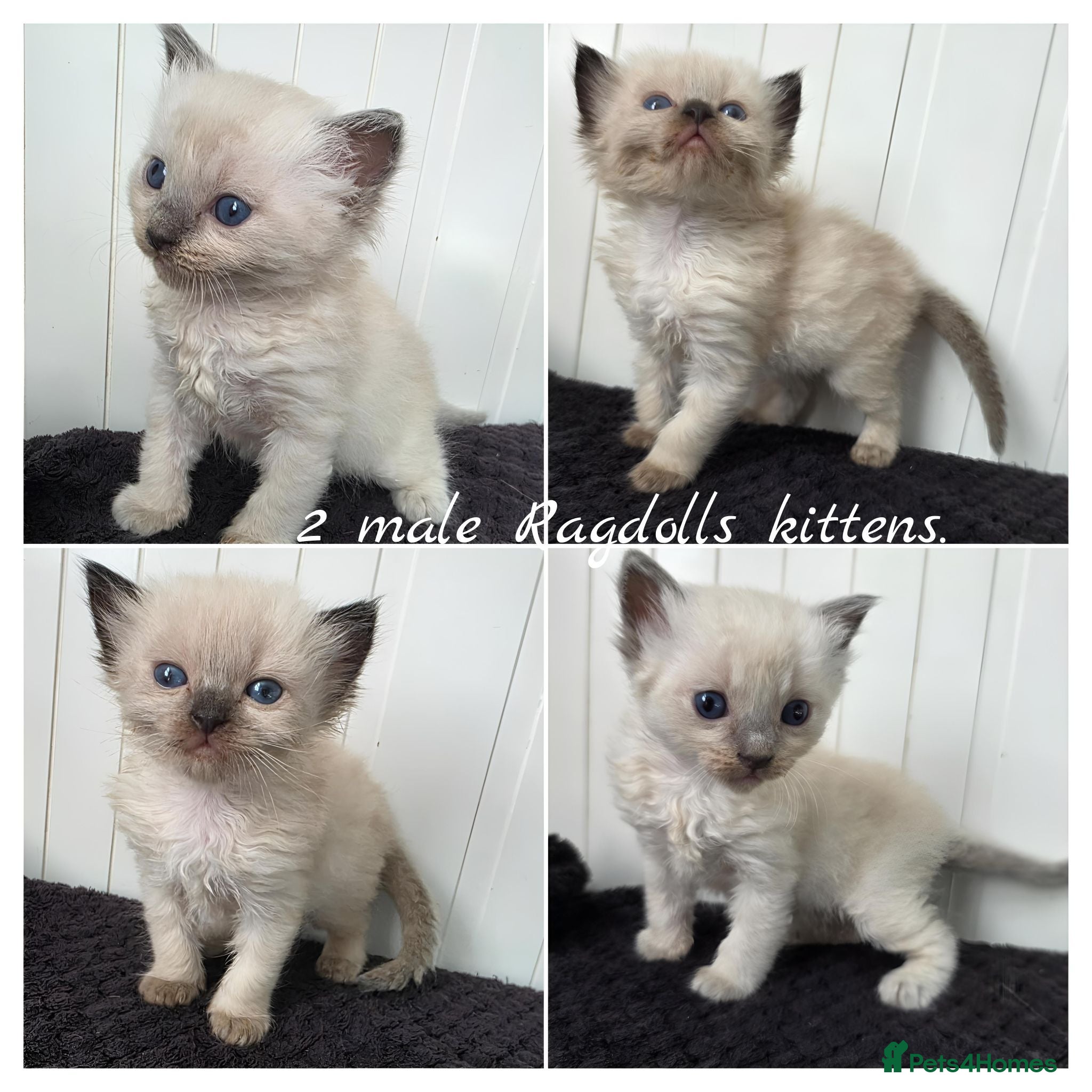 Ragdoll cats Ragdolls kittens. - Advert 1