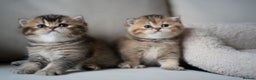 British Shorthair cats for sale: 1 girl available  - Advert 13