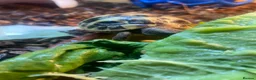 Hermann Tortoise reptiles for sale: Two beautiful Hermann tortoises  in Canterbury - Advert 7
