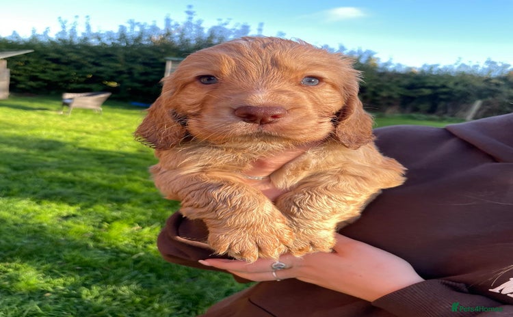 Cocker Spaniel dogs - Advert 6