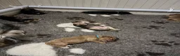 Cocker Spaniel dogs for stud: Lenny - Advert 2