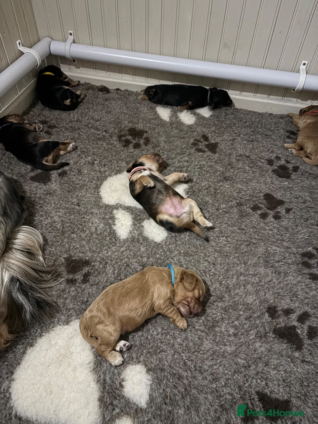 Cocker Spaniel dogs for stud: Lenny - Advert 2