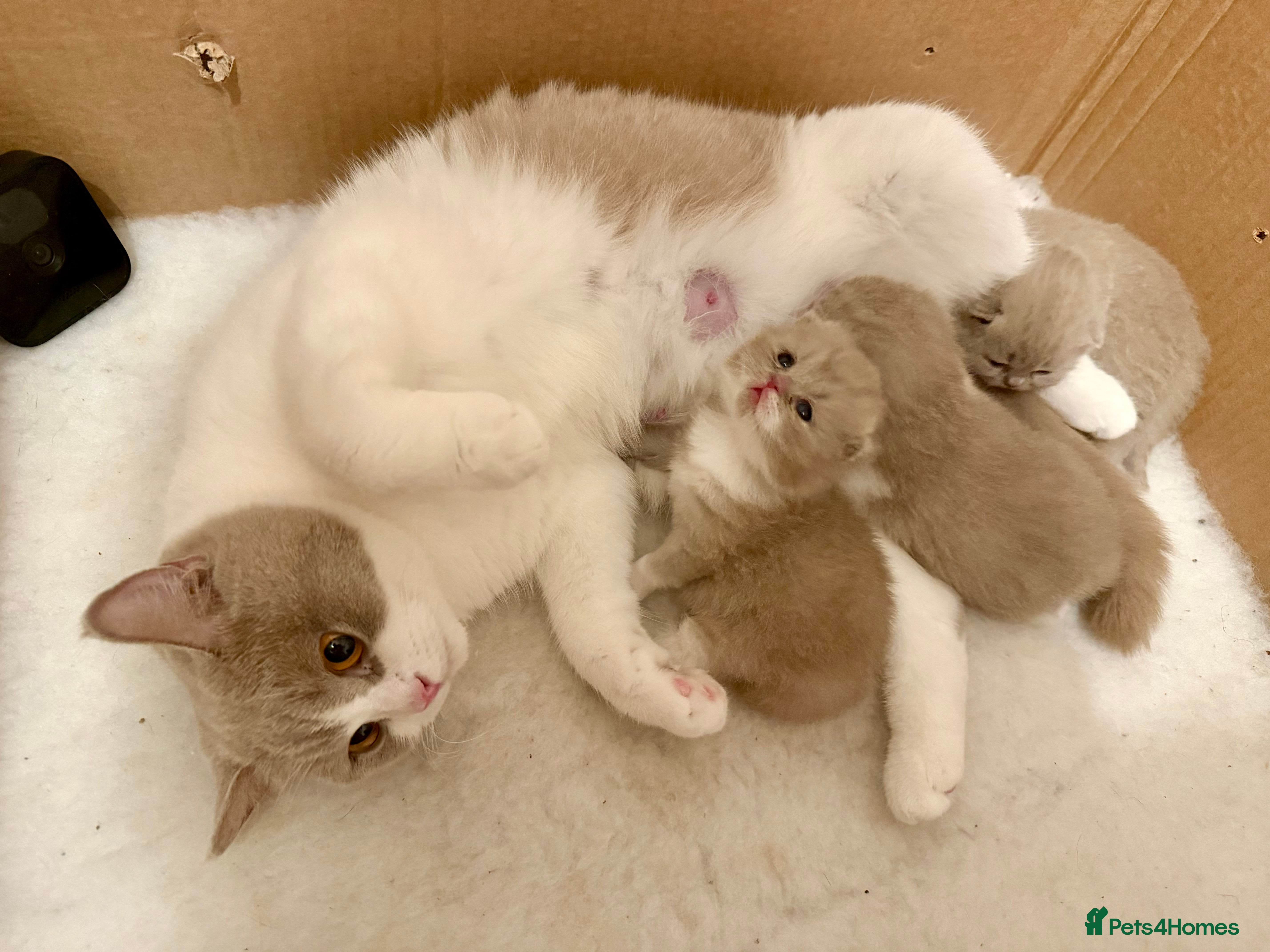 British Shorthair cats Fantastic Pedigree Lilac BSH Kiitens - Advert 5