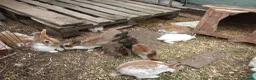 Mixed Breed rabbits for sale: Baby rabbits english in Redditch - Advert 3
