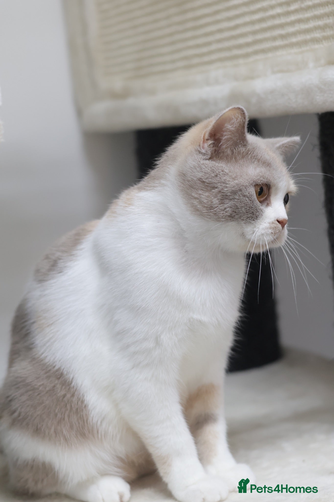 British Shorthair cats British Shorthair Girls Seeking Homes - Advert 3