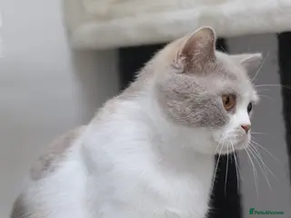 British Shorthair cats British Shorthair Girls Seeking Homes - Advert 3