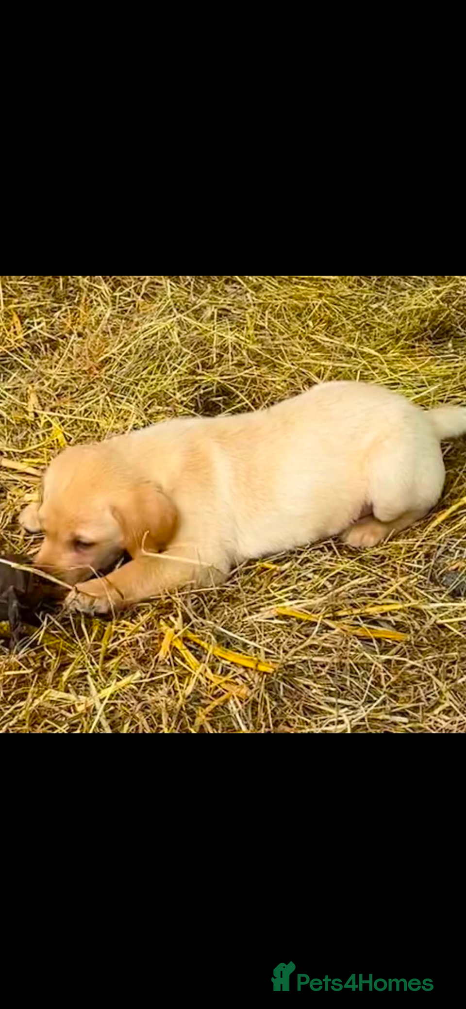 Labrador Retriever dogs Labrador puppies  - Advert 2