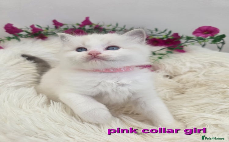 Ragdoll cats 💕GCCF registered ragdoll kittens💕 - Advert 10