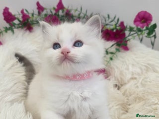 Ragdoll cats 💕GCCF registered ragdoll kittens💕 - Advert 1