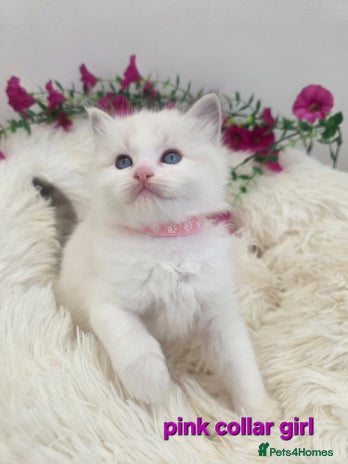 Ragdoll cats 💕GCCF registered ragdoll kittens💕 - Advert 10