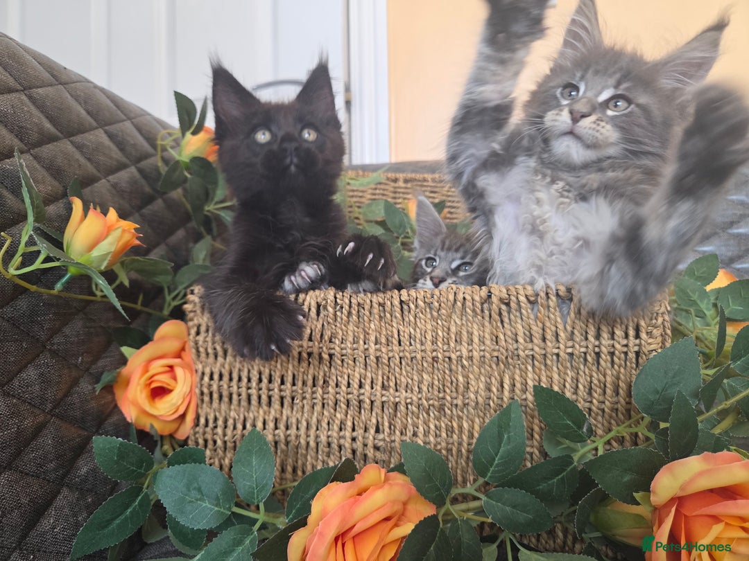 Maine Coon cats for sale: HEALTH TESTED TICA REG - Image 5