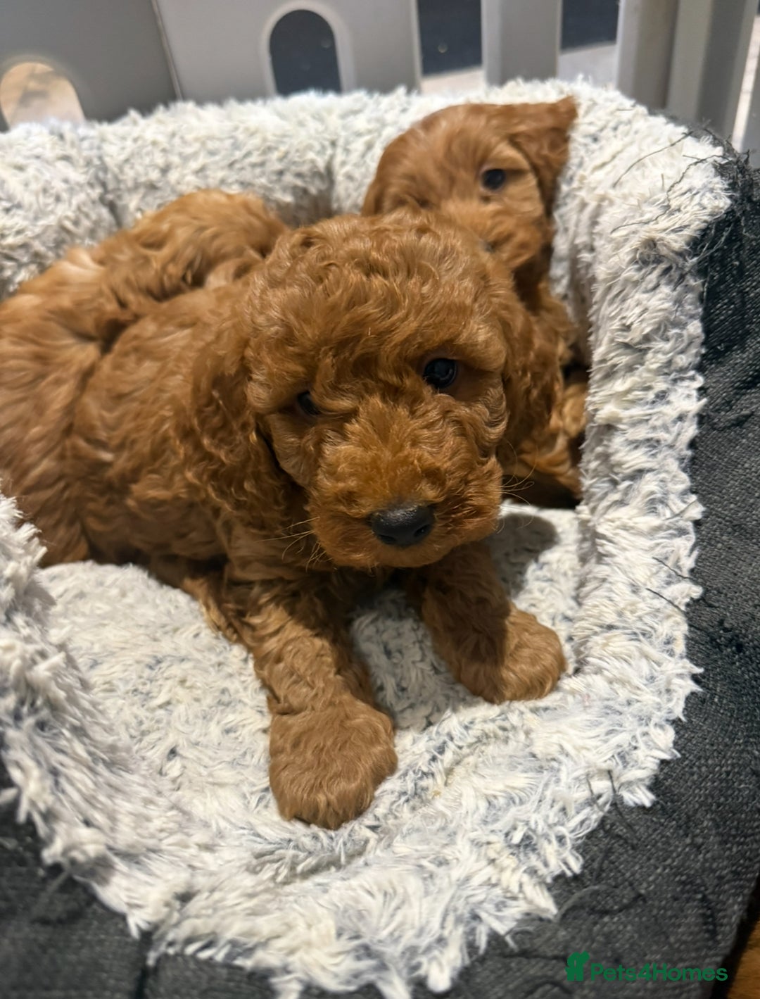 Cockapoo dogs for sale: MINI F1b COCKAPOO Puppies - Advert 22