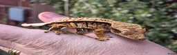 Gecko reptiles for sale: Various crested geckos  - Advert 15