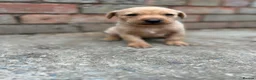 Labrador Retriever dogs for sale: 8 beautiful labradors for sale.  - Advert 16