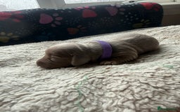 Miniature Dachshund dogs for sale: Miniature daschund - Advert 9