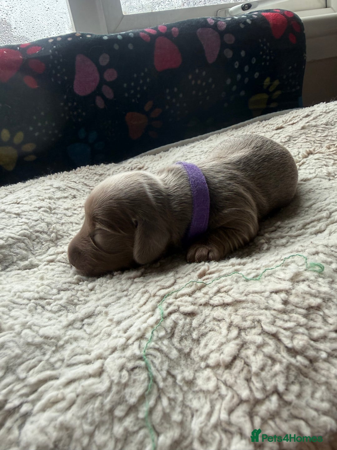 Miniature Dachshund dogs for sale: Miniature daschund - Advert 9