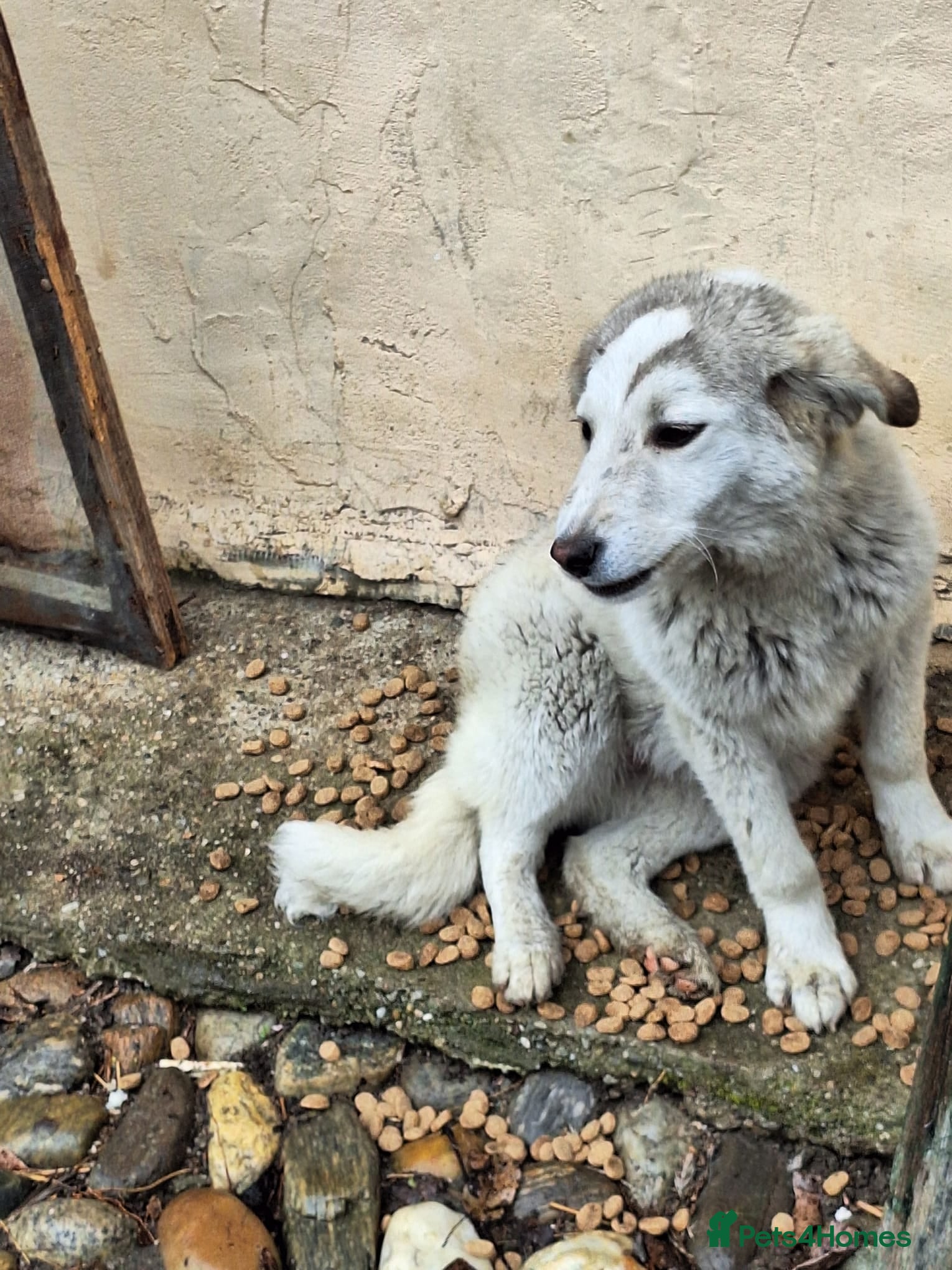 Mixed Breed dogs 🐾 Meet NALA - a Beautiful Girl for a Loving Home - Advert 1