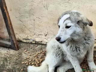 Mixed Breed dogs 🐾 Meet NALA - a Beautiful Girl for a Loving Home - Advert 1