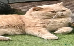 British Shorthair cats for sale: Stunning GCCF cream boy ready now  - Image 12