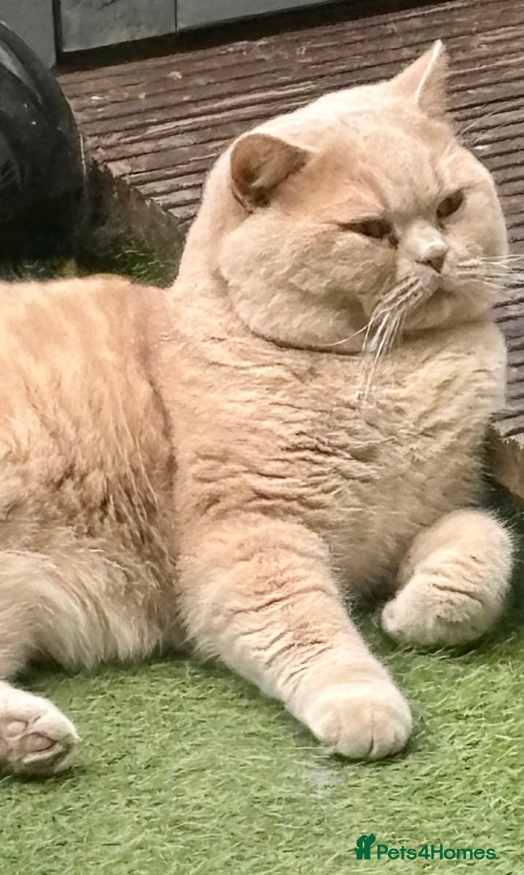 British Shorthair cats for sale: Stunning GCCF cream boy ready now  - Image 12