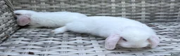 Mini Lop rabbits for sale: Pure bred mini lops - Advert 38