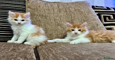 Mixed Breed cats - Advert 13