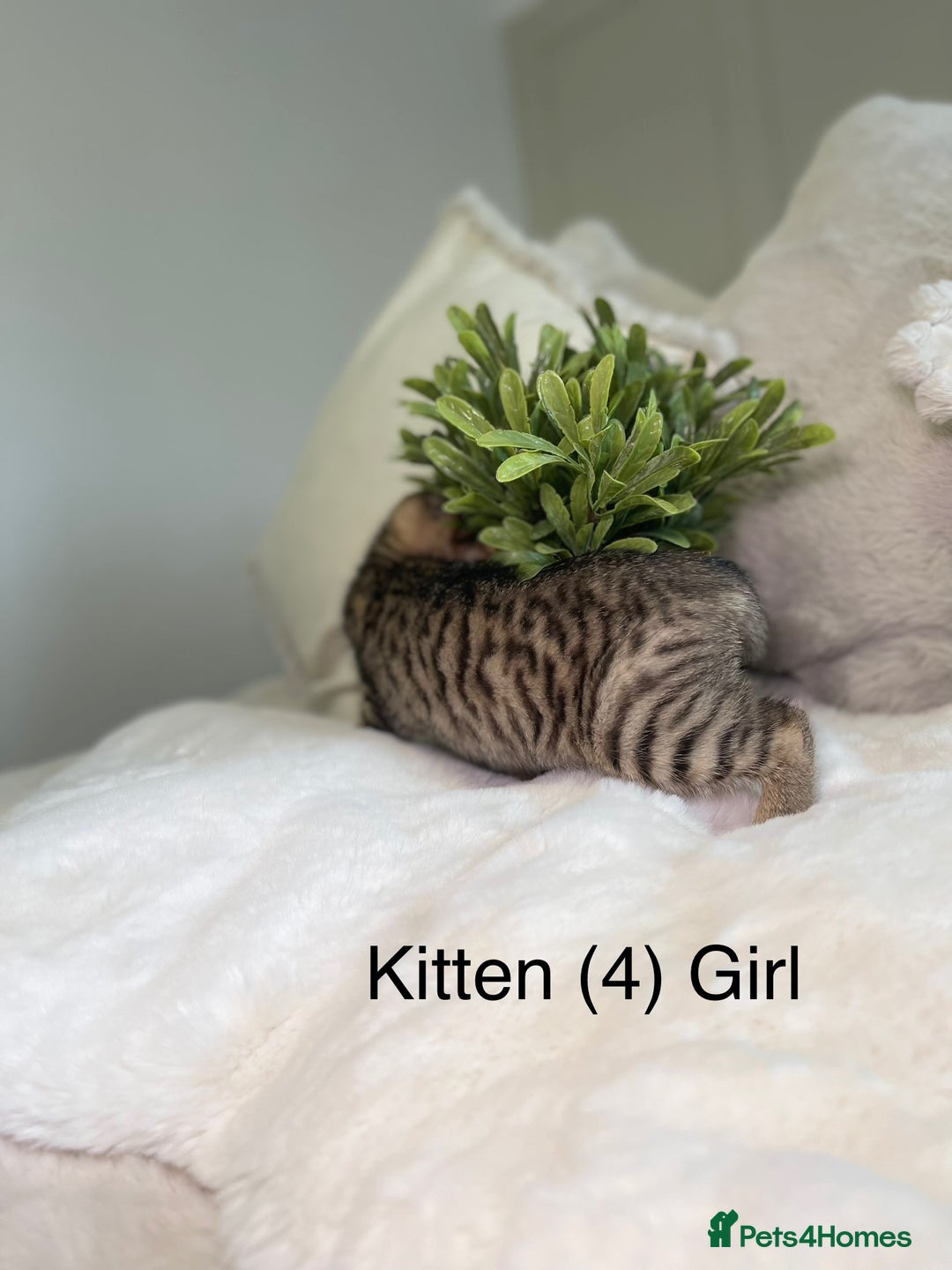 Mixed Breed cats for sale: 5 beautiful kittens 8 weeks old ready now  - Image 10