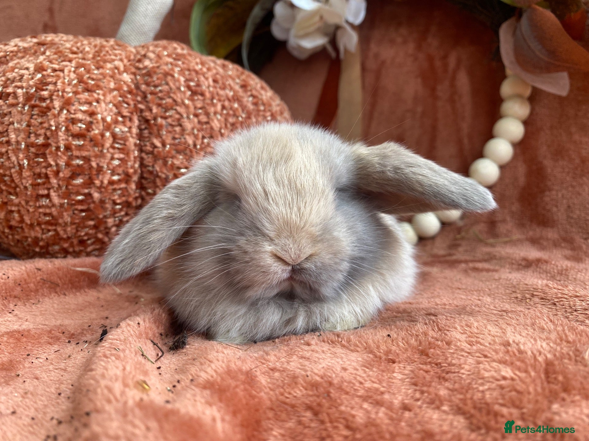 Mini Lop rabbits Mini lops - Advert 2