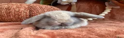 Mini Lop rabbits for sale: Mini lops - Advert 3