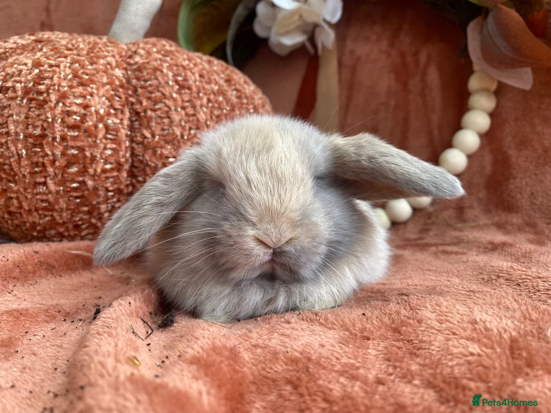 Mini Lop rabbits for sale: Mini lops - Advert 3