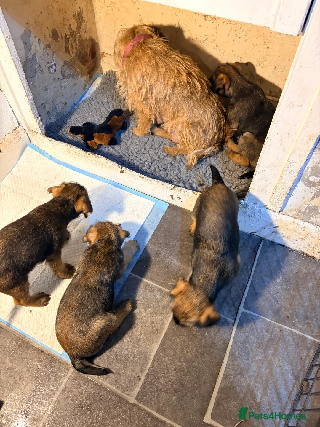 Border Terrier dogs for sale: Border terrier puppies in Harrogate - Advert 1