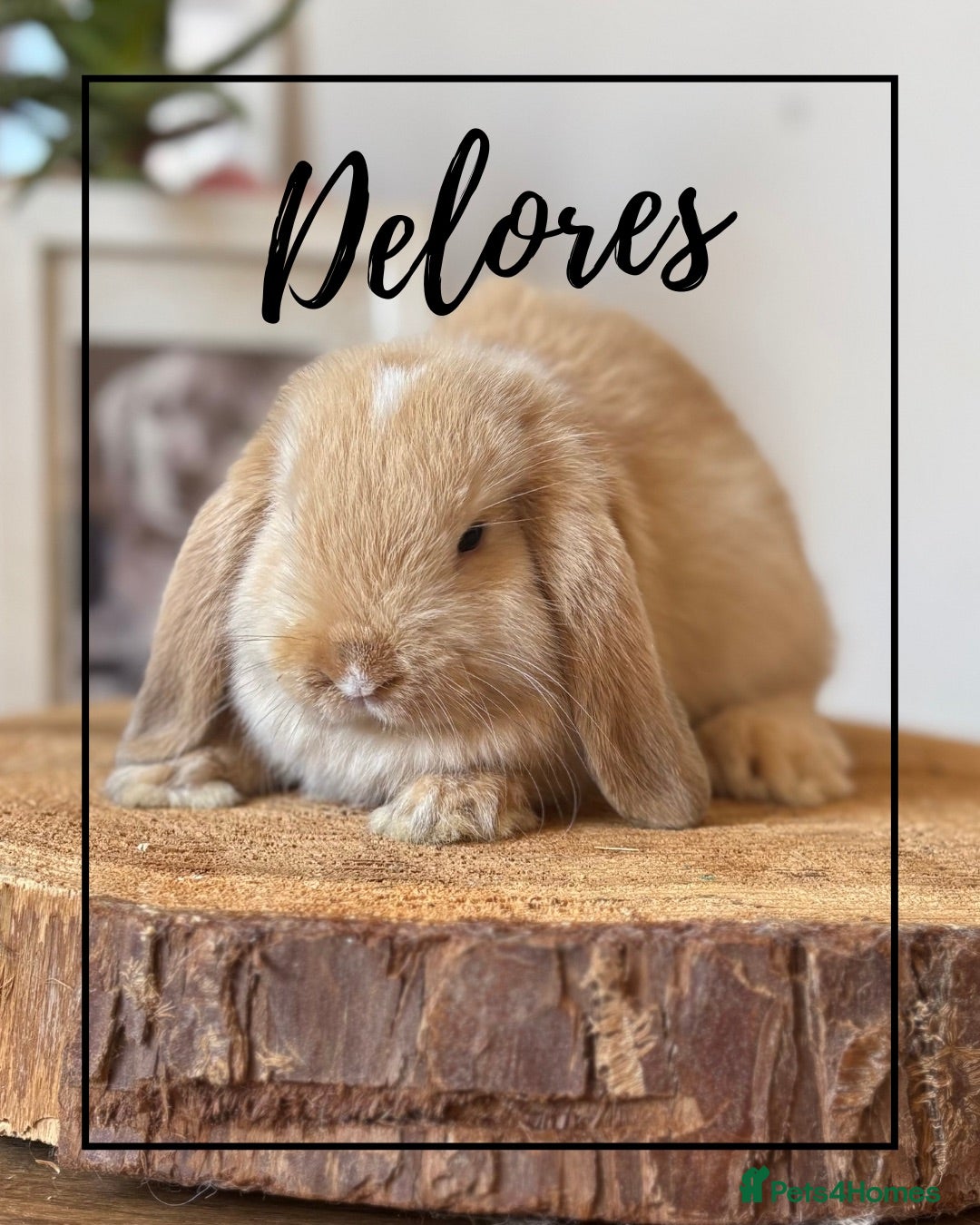 Mini Lop rabbits Mini lop buns looking for homes Adults £20 - Advert 2