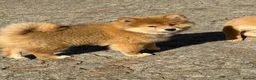 Japanese Shiba Inu dogs for sale: Shiba Inu puppies parents health tested  - Advert 19