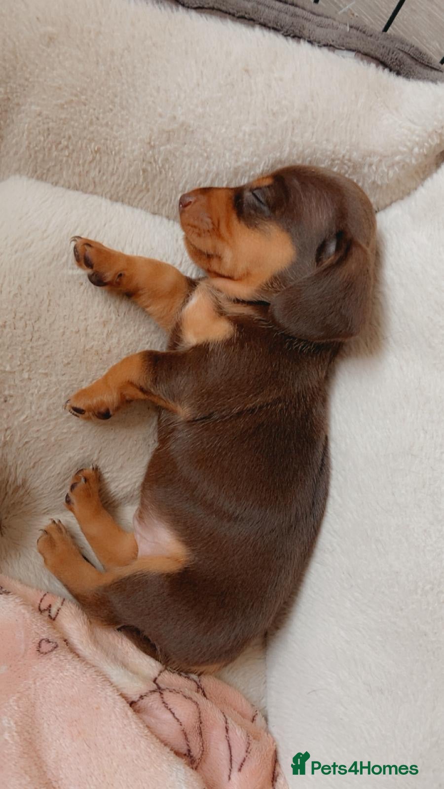 Miniature Dachshund dogs Gorgeous miniature dachshund puppies - Advert 7
