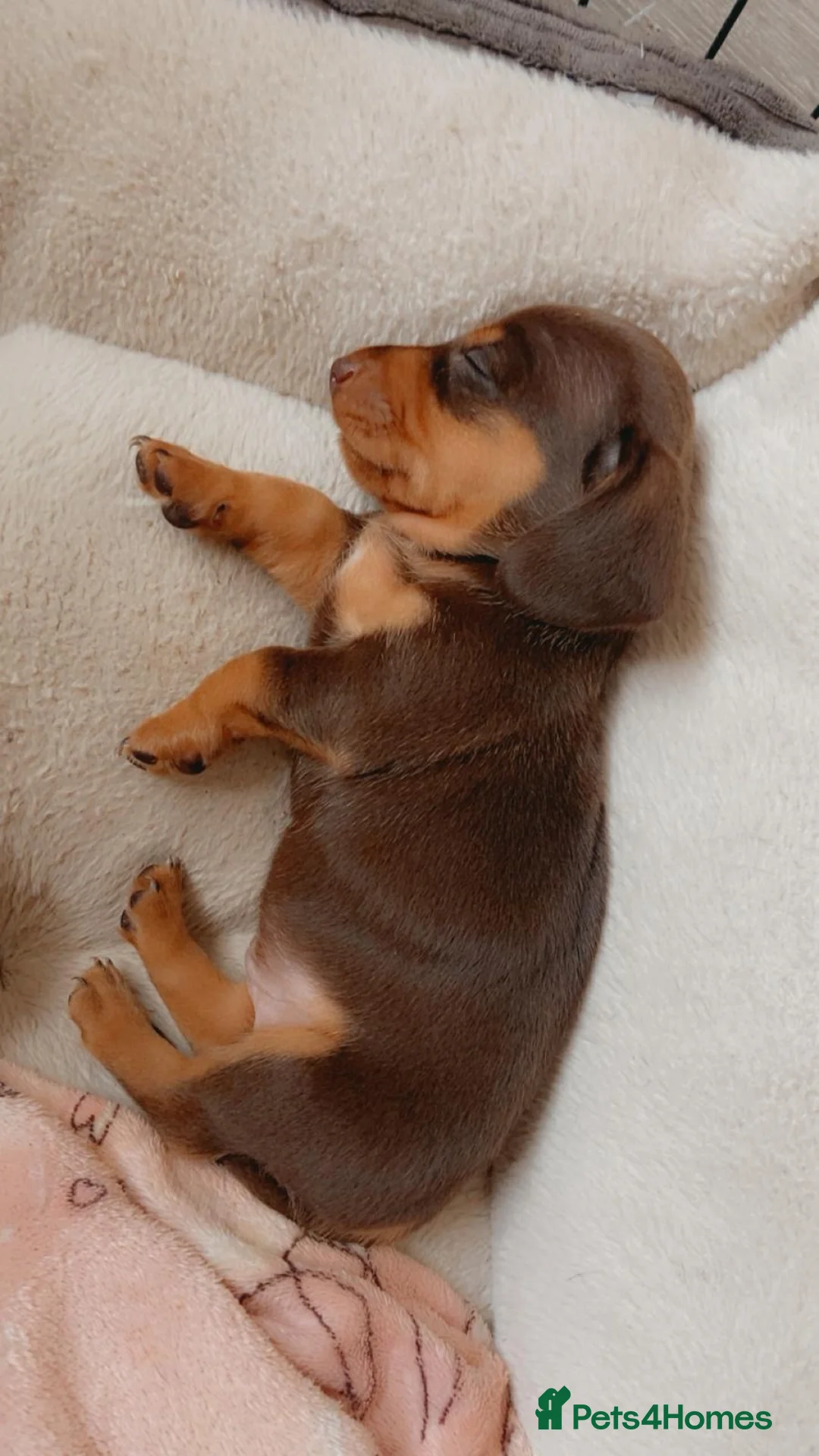 Miniature Dachshund dogs for sale: Gorgeous miniature dachshund puppies - Advert 1