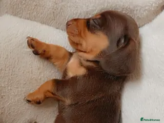 Miniature Dachshund dogs Gorgeous miniature dachshund puppies - Advert 2