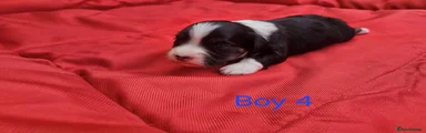 Havanese 4