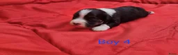 Havanese dogs for sale: Stunning Havanese Puppies - Advert 17