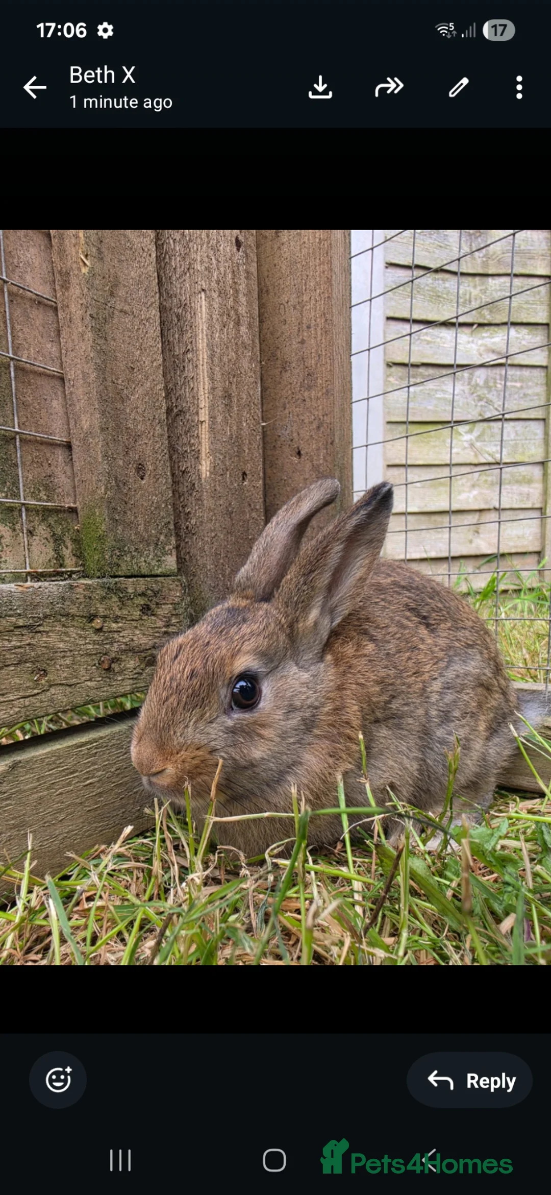 Mixed Breed rabbits for sale: Fluffy lionhead cross rabbits - Advert 2