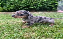 Dachshund dogs for sale: Dachshund pups - Image 4