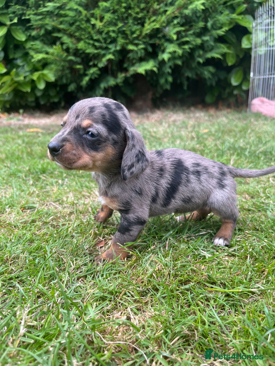 Dachshund dogs for sale: Dachshund pups - Image 4