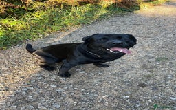 Rottweiler dogs for stud: STUD AVAILABLE “Hunter” (Rottweiler × Labrador) - Image 2