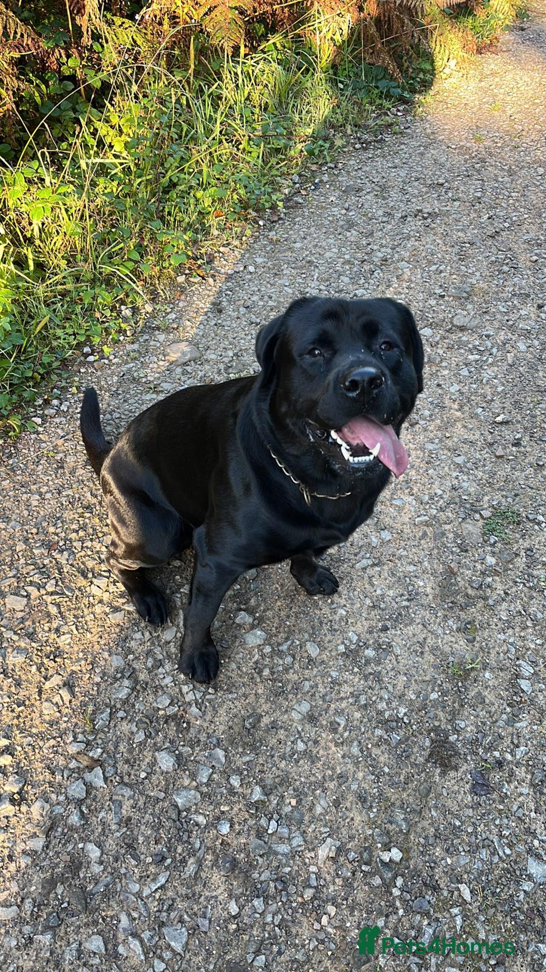Rottweiler dogs for stud: STUD AVAILABLE “Hunter” (Rottweiler × Labrador) - Image 2