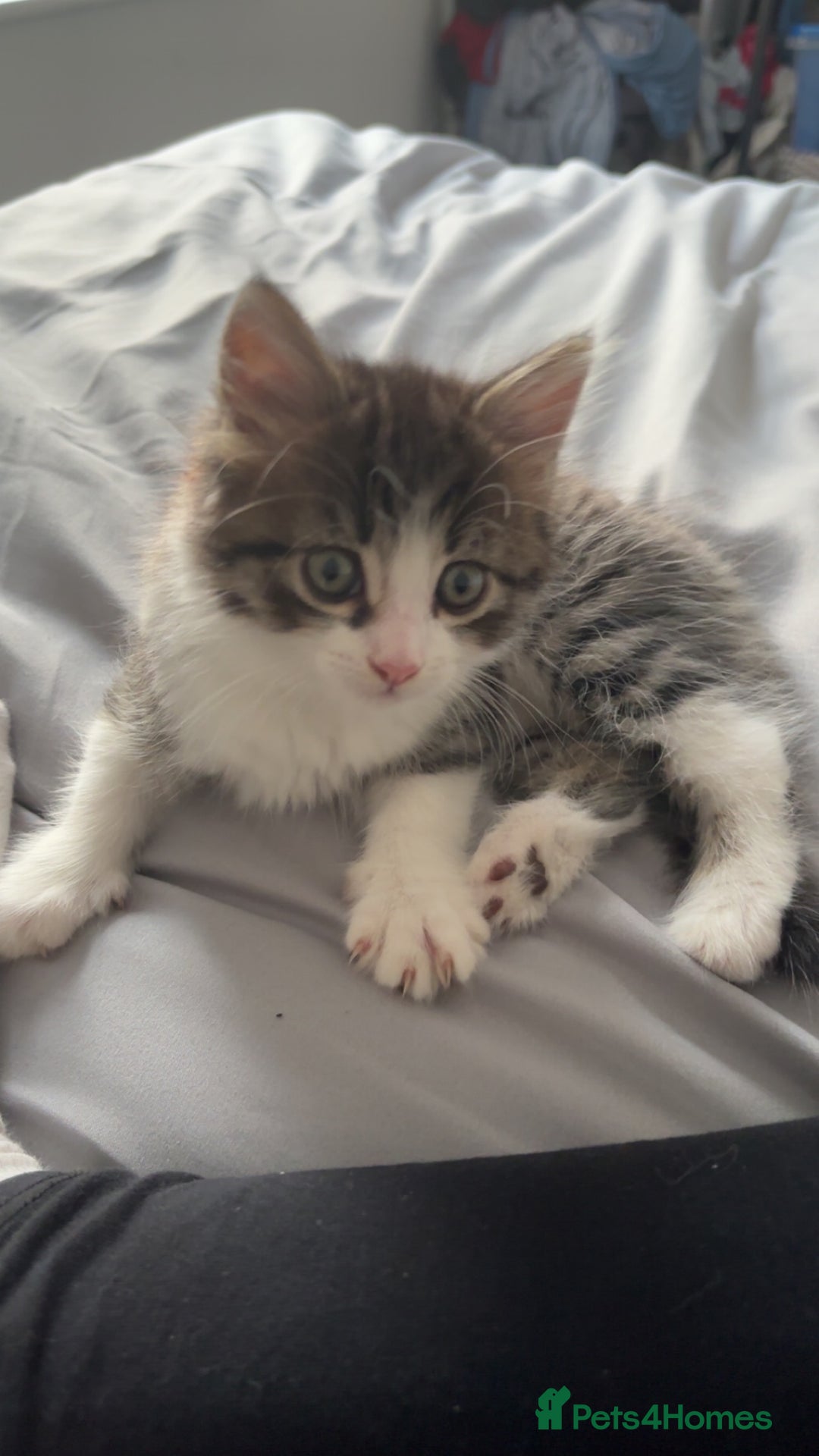 Mixed Breed cats for sale: Wolfie  - Advert 25