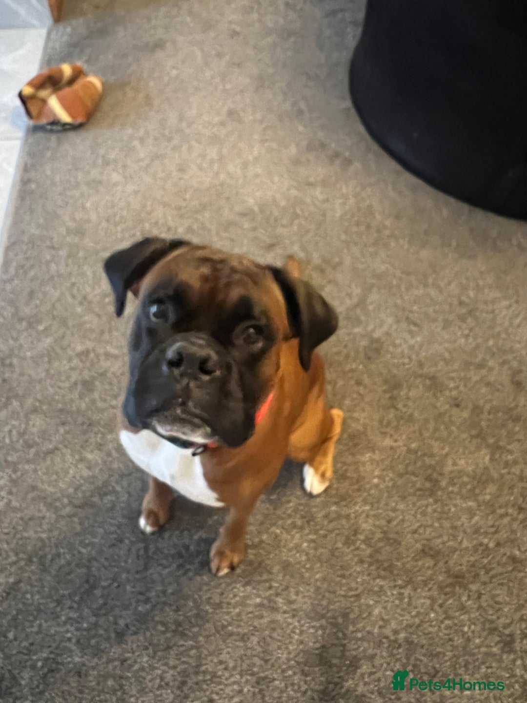 Boxer dogs for stud: Boxer Stud KC Reg & Proven - Advert 2