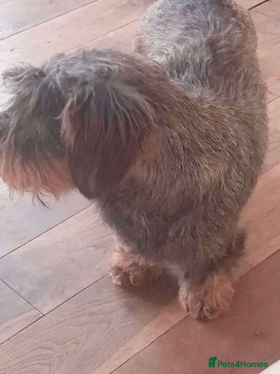 Dachshund dogs for sale: Sad sale of Teckel 5 year old girl - Image 4