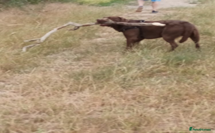 Labrador Retriever dogs - Advert 14