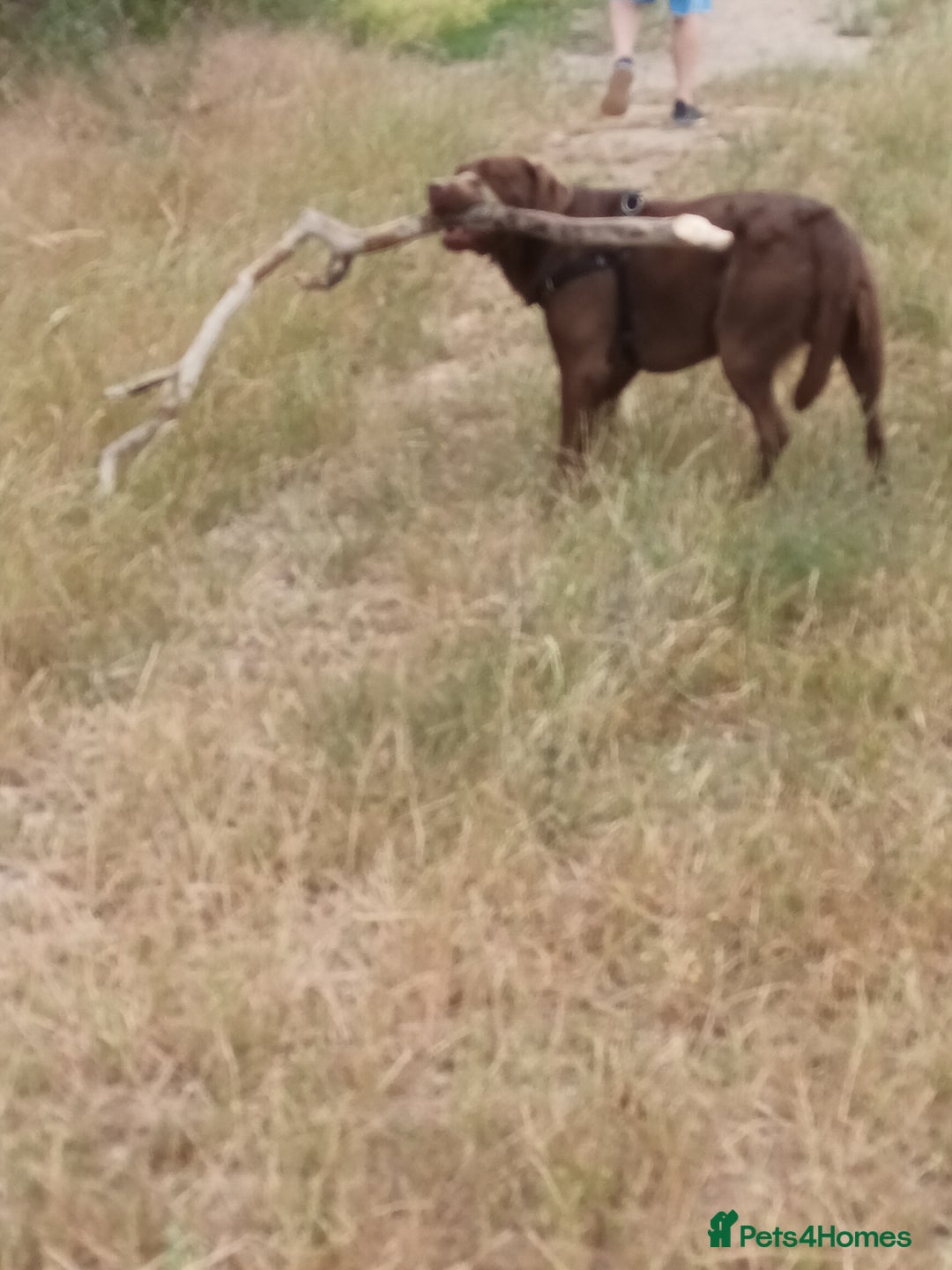 Labrador Retriever dogs for sale: Chocolate labarador  - Image 1