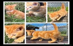 Mixed Breed cats for sale: Pure Ginger GIRLS - Image 3